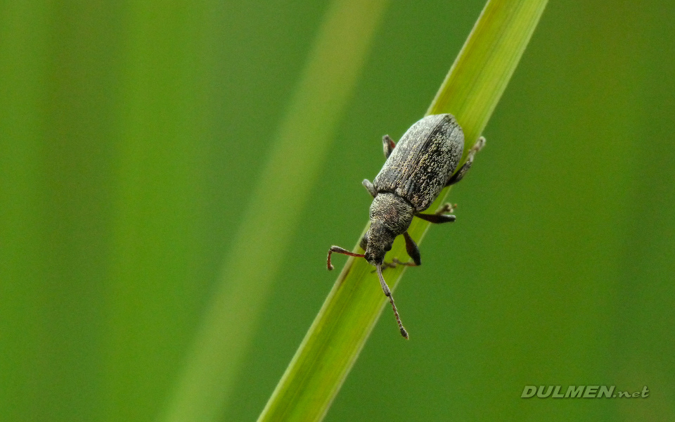 Weevil (Polydrusus cervinus)